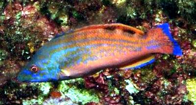 Labrus mixtus_nuevo_02